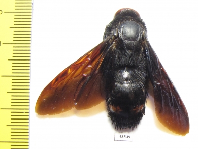 Megascolia sp., female  Malaysia - INSECTS-STORE.RU