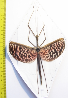 Diesbachia tamyris, female  Malaysia  115mm - INSECTS-STORE.RU