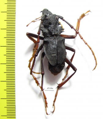 Prionocalus cacicus  Peru 35mm - INSECTS-STORE.RU