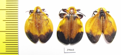 Lycidae sp.  South Africa Rep. - INSECTS-STORE.RU