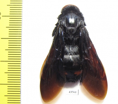 Megascolia sp., female  Malaysia - INSECTS-STORE.RU