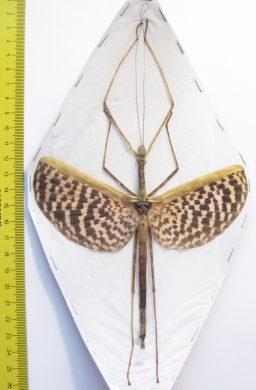 Diesbachia tamyris, female  Malaysia  115mm - INSECTS-STORE.RU