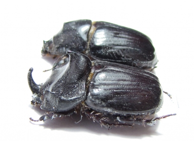 Papuana woodlarkiana, pair  Indonesia, Buru isl. - INSECTS-STORE.RU