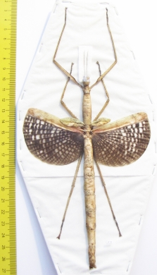 Anchiale buruense  Indonesia, Buru isl. 166mm - INSECTS-STORE.RU