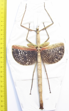 Anchiale buruense  Indonesia, Buru isl. 171mm - INSECTS-STORE.RU
