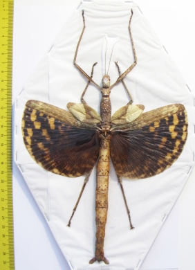 Phasma gigas  Indonesia, Buru isl. 200mm - INSECTS-STORE.RU