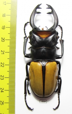 Odontolabis lacordairei  Indonesia, Sumatra 74mm - INSECTS-STORE.RU