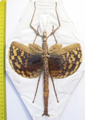 Phasma gigas  Indonesia, Buru isl. 200mm - INSECTS-STORE.RU