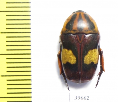 Pedinorrhina trivittata  South Africa Rep. - INSECTS-STORE.RU