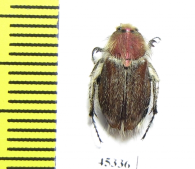 Eulasia sp.  Turkey, Bingol  - INSECTS-STORE.RU