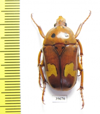 Anisorrhina sp., male  South Africa Rep. - INSECTS-STORE.RU