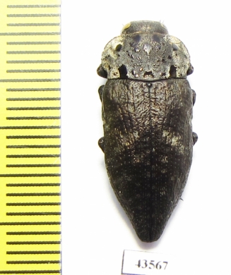 Capnodis tenebrionis  Russia, Volgograd reg. - INSECTS-STORE.RU