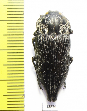 Capnodis excisa  Uzbekistan - INSECTS-STORE.RU