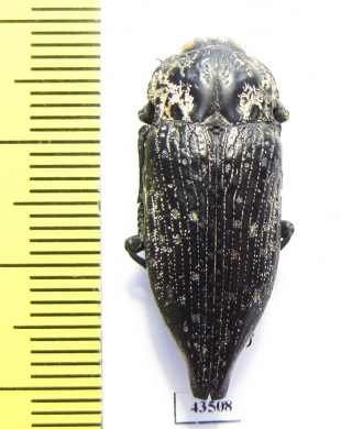 Capnodis excisa  Uzbekistan - INSECTS-STORE.RU