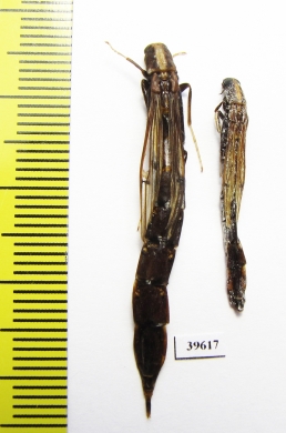 Lymexylidae sp.  South Africa Rep. - INSECTS-STORE.RU