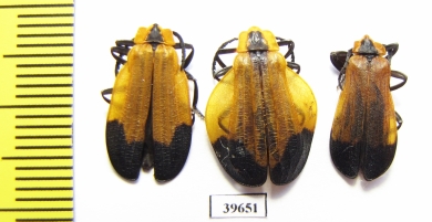 Lycidae sp., pair  South Africa Rep. - INSECTS-STORE.RU