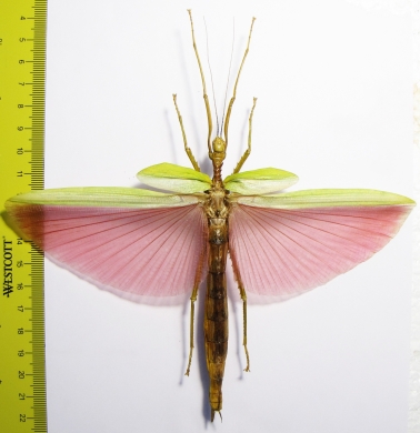 Phasmatodea sp.  Australia  116mm - INSECTS-STORE.RU