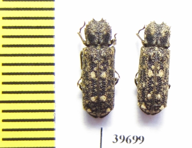 Bostrichidae sp.  South Africa Rep. - INSECTS-STORE.RU