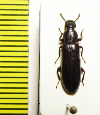 Boridae, Boros schneideri  Russia, Tver reg. - INSECTS-STORE.RU