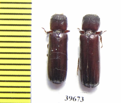 Bostrichidae sp.  South Africa Rep. - INSECTS-STORE.RU