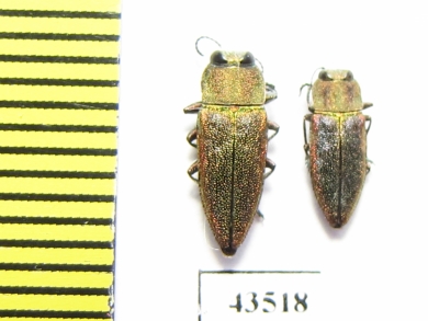 Anthaxia senicula, pair  Kazakhstan - INSECTS-STORE.RU