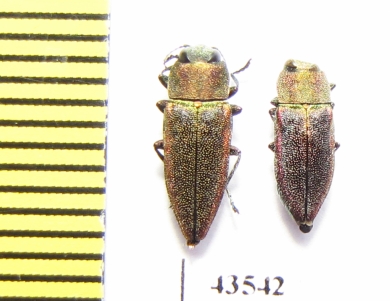 Anthaxia senicula, pair  Kazakhstan - INSECTS-STORE.RU