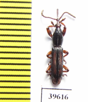 Brentidae sp.  South Africa Rep. - INSECTS-STORE.RU