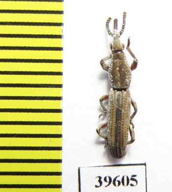 Brentidae sp.  South Africa Rep. - INSECTS-STORE.RU