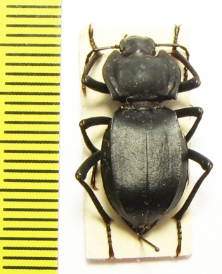 Cyphogenia lucifuga  Azerbaijan - INSECTS-STORE.RU