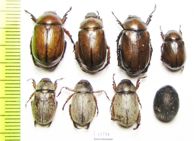 Rutelinae sp.  Mali - INSECTS-STORE.RU