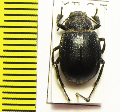 Platyope unicolor  Kazakhstan - INSECTS-STORE.RU