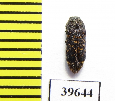 Buprestidae sp.  South Africa Rep. - INSECTS-STORE.RU