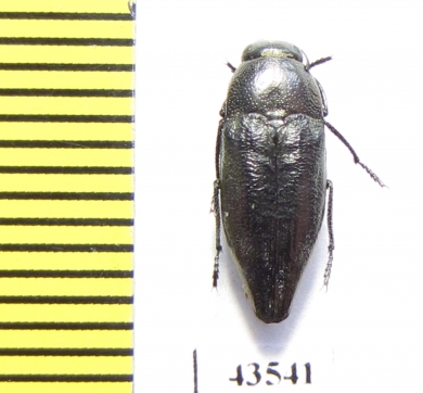 Sphenoptera curta  Kazakhstan - INSECTS-STORE.RU