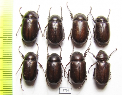 Melolonthinae sp.  Mali - INSECTS-STORE.RU