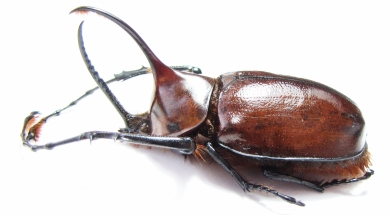 Golofa porteri? Colombia  66mm - INSECTS-STORE.RU