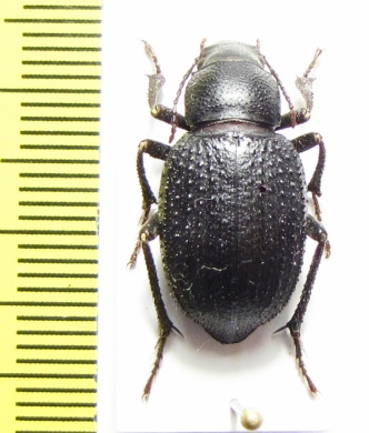 Sternoplax bogatschevi  Uzbekistan - INSECTS-STORE.RU