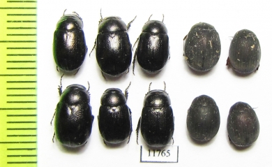 Melolonthinae sp.  Mali - INSECTS-STORE.RU