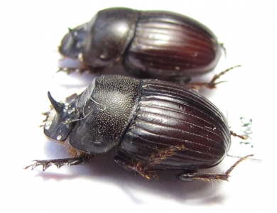 Copris sp.  South Africa Rep. - INSECTS-STORE.RU