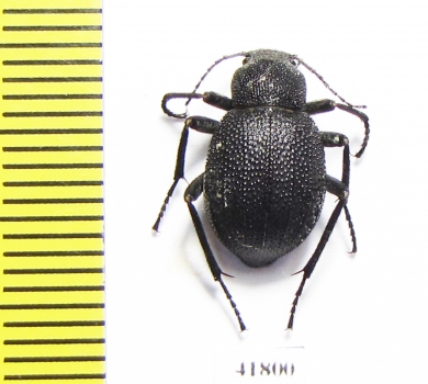 Lasiostola zarjanovi  Kazakhstan - INSECTS-STORE.RU