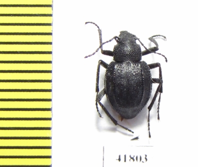 Lasiostola laticollis  Uzbekistan - INSECTS-STORE.RU