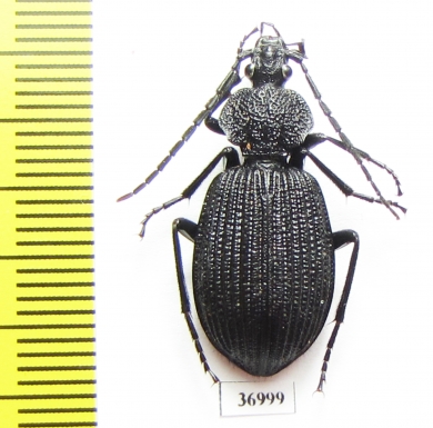 Carabidae sp.  Zambia - INSECTS-STORE.RU