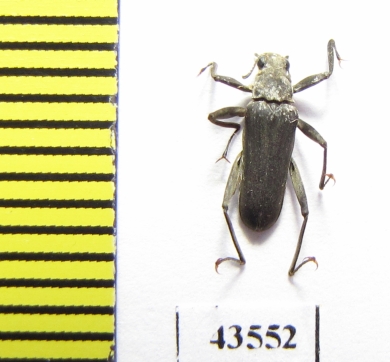 Elmidae sp.  South Africa Rep. - INSECTS-STORE.RU