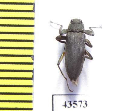 Elmidae sp.  South Africa Rep. - INSECTS-STORE.RU