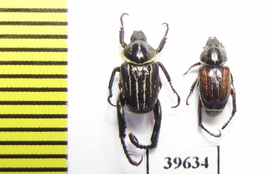 Hopliini sp., pair  South Africa Rep. - INSECTS-STORE.RU