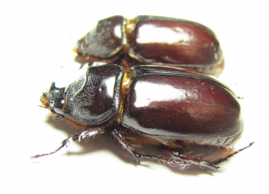 Oryctes amberiensis, pair  Madagascar - INSECTS-STORE.RU
