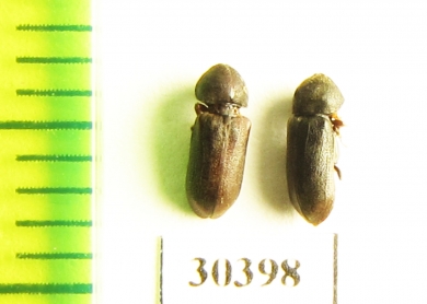 Ptilinus fuscus  Russia, Tver reg. - INSECTS-STORE.RU