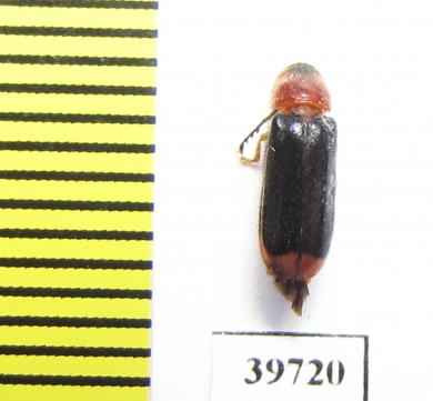 Cleridae sp.  South Africa Rep. - INSECTS-STORE.RU