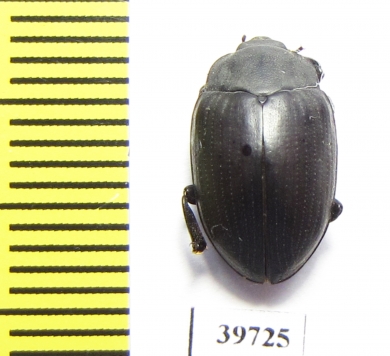 Monomma sp.  South Africa Rep. - INSECTS-STORE.RU