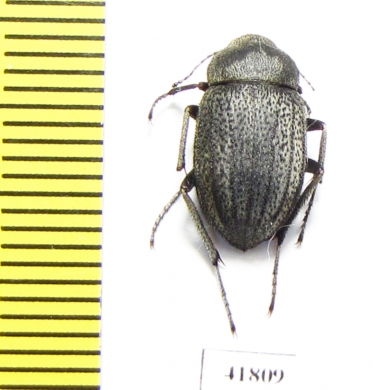 Lasiostola amseli  Afghanistan - INSECTS-STORE.RU