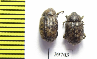 Curculionidae sp.  South Africa Rep. - INSECTS-STORE.RU